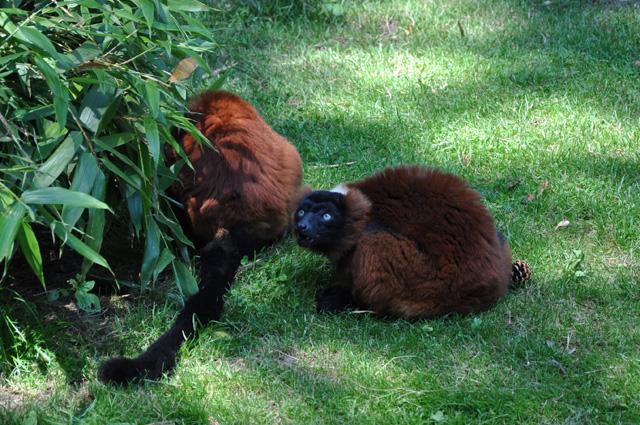 min 2013 07 06 beauval 257